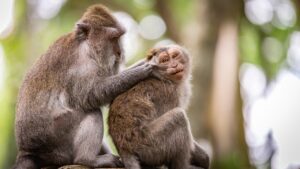 口臭サプリメントの効果を実感するための最適な選び方は？