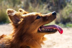 口臭サプリメントは舌の白い苔を改善する効果があるのか？