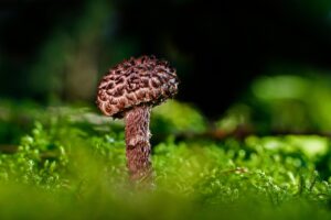 口臭対策に効果的なサプリメントは悪玉菌をどう減らすのか？