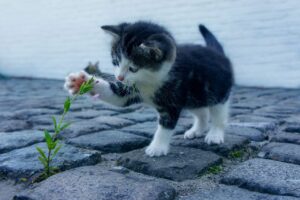 デートに最適な口臭対策には強力なマウスウォッシュが必要？