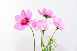 口臭サプリの口コミや評判は嘘なのか？