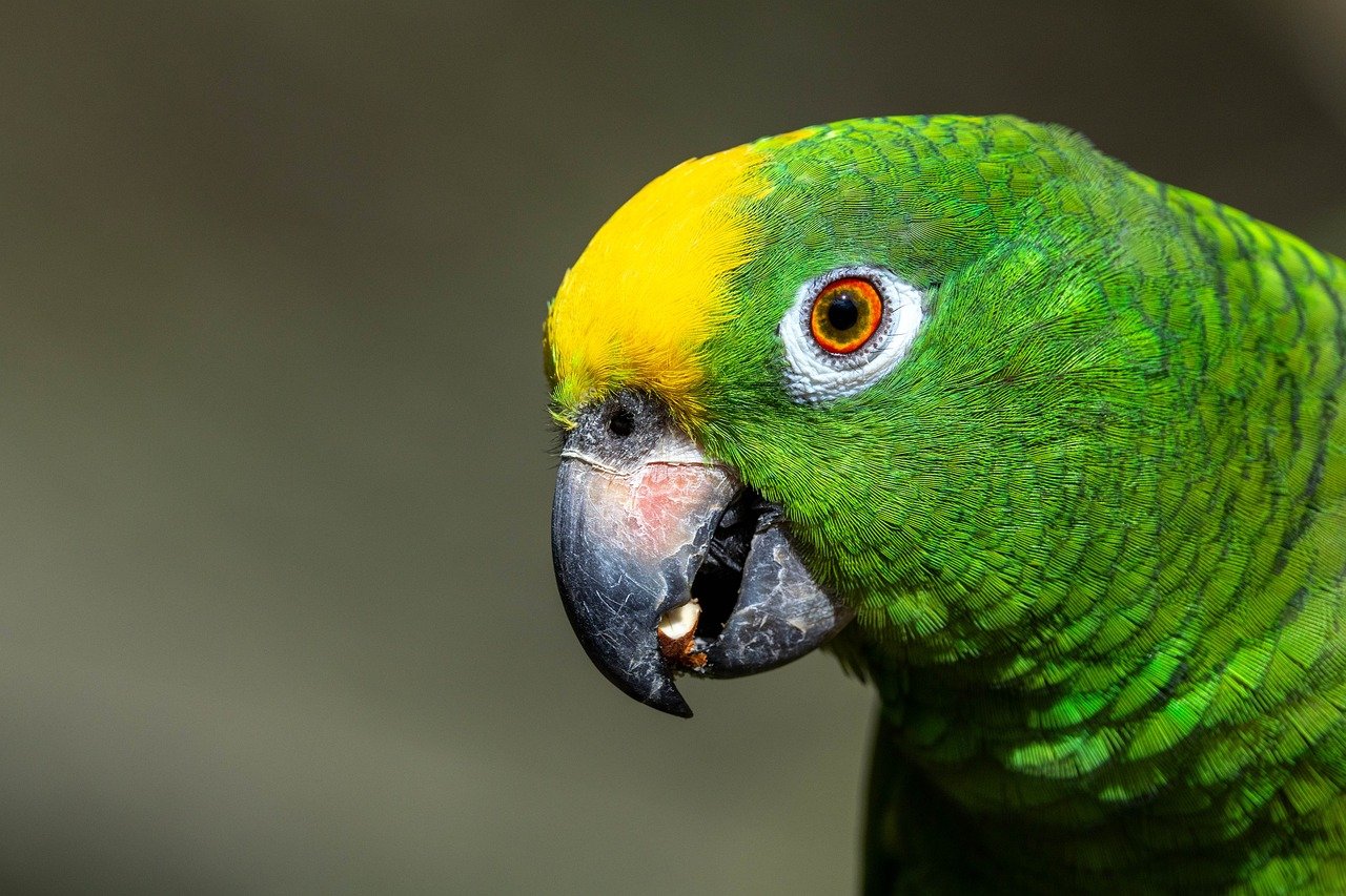 口臭サプリメントのAmazonでの評価はどのようになっているのか？