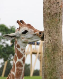 キス前に気をつけるべき口臭ケアのポイントは？