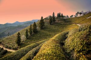 口臭ケアに緑茶の効果は本当にあるの？