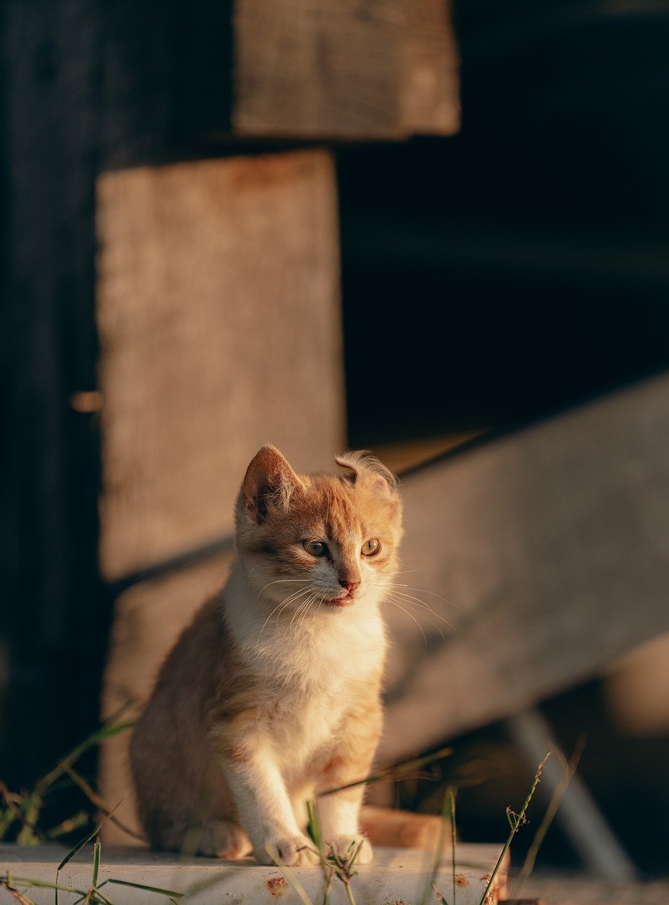 口臭ケアは朝昼夜のどれが重要なのか？